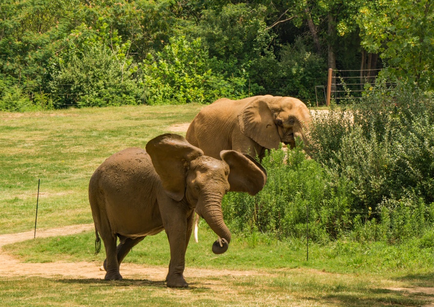 Afrikans Elephants in Asheboro North Carolina