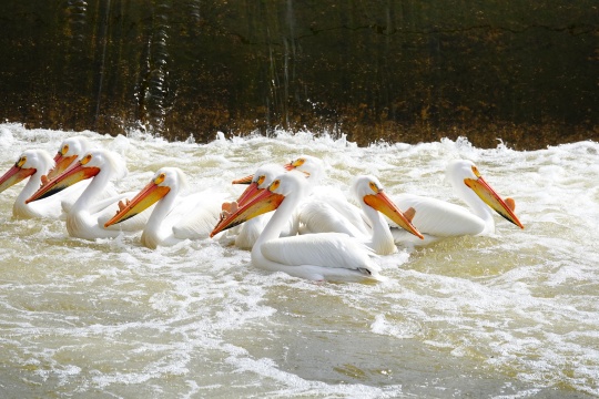 American white pelicans Pelecanus erythrorhynchos hanging out and swimming in the waters of Fox river near De Pere, Wisconsin water dam waiting for fish to eat.