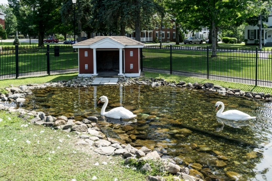 The Royal Swans of Swanton Vermont