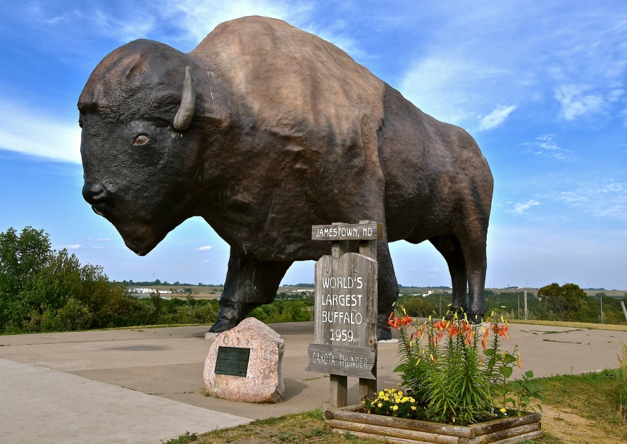 Dakota Thunder, the worlds largest buffalo.