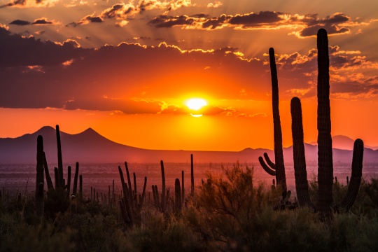 Cactus in Sunset Arizona