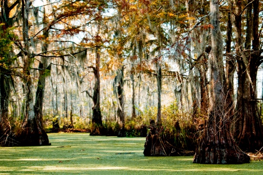 Cebolla Forest in Louisiana