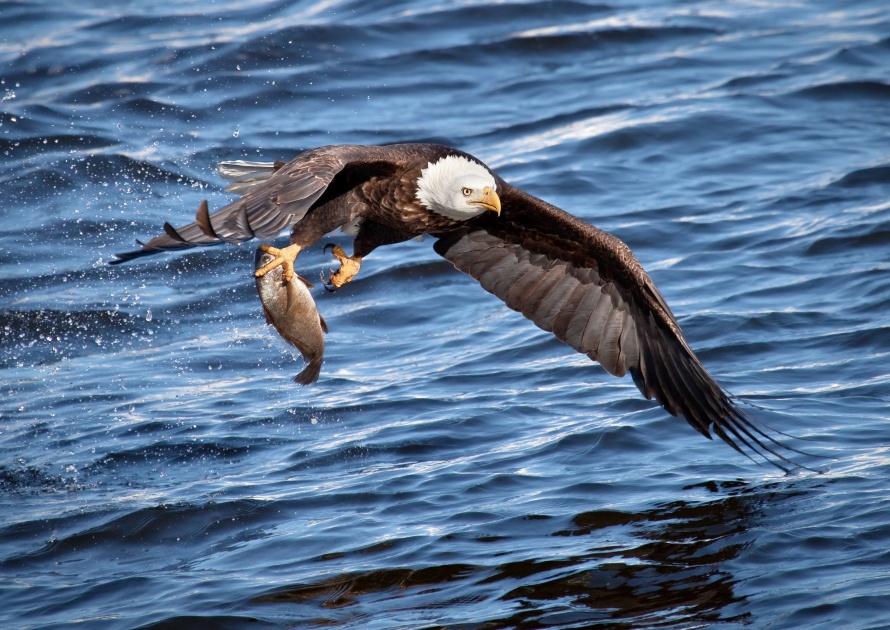 Eagle hunt in Eagle River Alaska