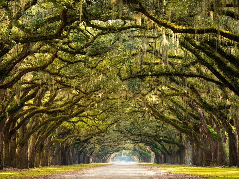 An impressive long driveway surrounded by ancient live oak trees wrapped in Spanish moss on a warm afternoon near Savannah, Georgia.