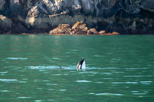 Killer Whate - Orca - in Kenai Fjords National Park in Seward Alaska USA.