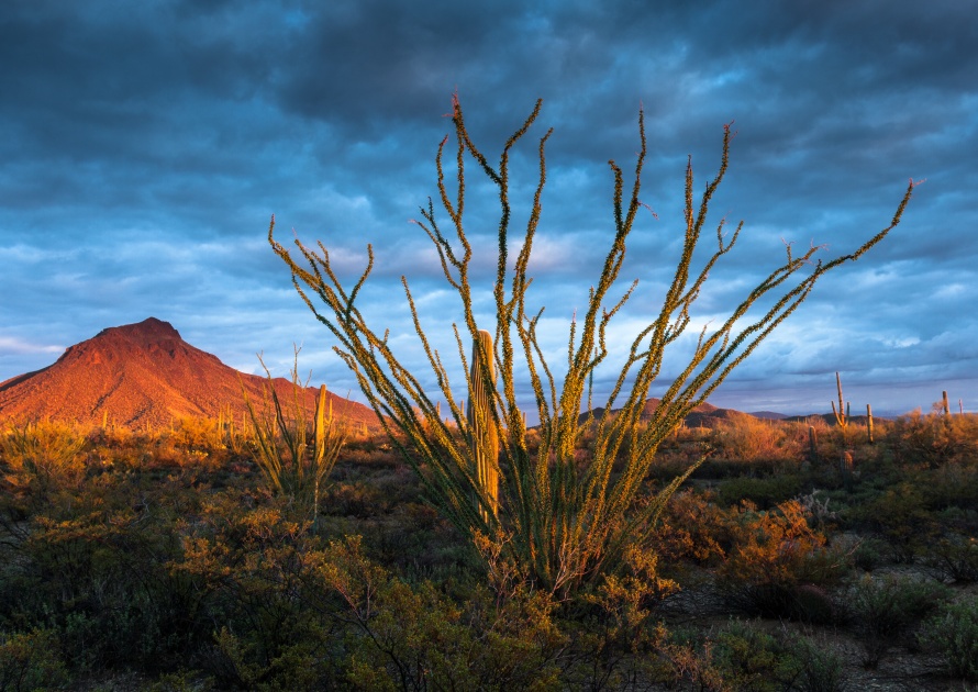 Sunset in Tucson Mountain Park near Camp Gilbert Ray, Arizona, United States