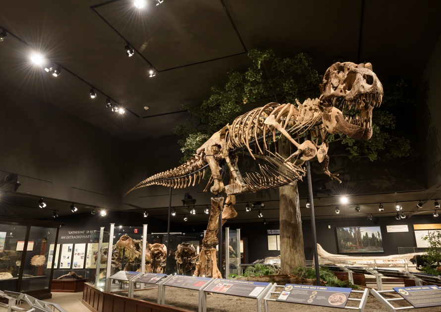 EDITORIAL, 12 July 2017, Bozeman Montana, Museum of the Rockies, Tyrannosaurus Rex Fossil Exhibit