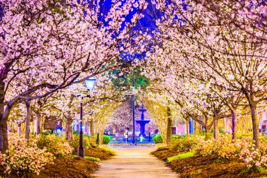 Macon, Georgia, USA in spring.