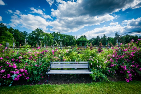 Bench and rose gardens at Elizabeth Park, in Hartford, Connecticut.