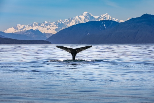 Alaska Landscape Scene with a Whale's Tail in the Foreground
