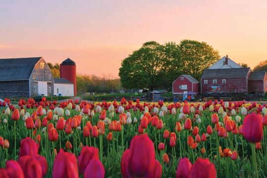 Tulips Farm in Johnston Rhode Island