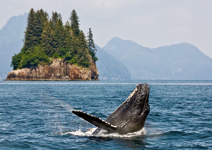 Breathing humpback whales jumping. Alaska.